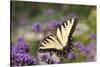 Eastern Tiger Swallowtail on Brazilian Verbena, Marion, Illinois, Usa-Richard ans Susan Day-Stretched Canvas
