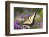 Eastern Tiger Swallowtail on Brazilian Verbena, Marion, Illinois, Usa-Richard ans Susan Day-Framed Photographic Print