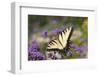 Eastern Tiger Swallowtail on Brazilian Verbena, Marion, Illinois, Usa-Richard ans Susan Day-Framed Photographic Print