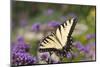 Eastern Tiger Swallowtail on Brazilian Verbena, Marion, Illinois, Usa-Richard ans Susan Day-Mounted Photographic Print