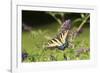 Eastern Tiger Swallowtail on Butterfly Bush, Illinois-Richard & Susan Day-Framed Photographic Print