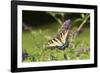 Eastern Tiger Swallowtail on Butterfly Bush, Illinois-Richard & Susan Day-Framed Photographic Print