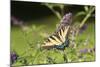 Eastern Tiger Swallowtail on Butterfly Bush, Illinois-Richard & Susan Day-Mounted Photographic Print