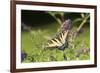 Eastern Tiger Swallowtail on Butterfly Bush, Illinois-Richard & Susan Day-Framed Premium Photographic Print