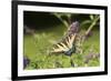 Eastern Tiger Swallowtail on Butterfly Bush, Illinois-Richard & Susan Day-Framed Premium Photographic Print