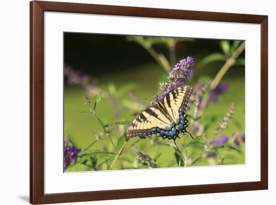 Eastern Tiger Swallowtail on Butterfly Bush, Illinois-Richard & Susan Day-Framed Premium Photographic Print