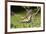 Eastern Tiger Swallowtail on Butterfly Bush, Illinois-Richard & Susan Day-Framed Premium Photographic Print