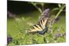 Eastern Tiger Swallowtail on Butterfly Bush, Illinois-Richard & Susan Day-Mounted Premium Photographic Print