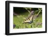 Eastern Tiger Swallowtail on Butterfly Bush, Illinois-Richard & Susan Day-Framed Photographic Print