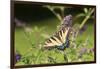 Eastern Tiger Swallowtail on Butterfly Bush, Illinois-Richard & Susan Day-Framed Photographic Print