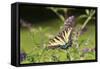 Eastern Tiger Swallowtail on Butterfly Bush, Illinois-Richard & Susan Day-Framed Stretched Canvas