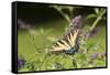 Eastern Tiger Swallowtail on Butterfly Bush, Illinois-Richard & Susan Day-Framed Stretched Canvas