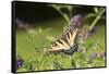 Eastern Tiger Swallowtail on Butterfly Bush, Illinois-Richard & Susan Day-Framed Stretched Canvas