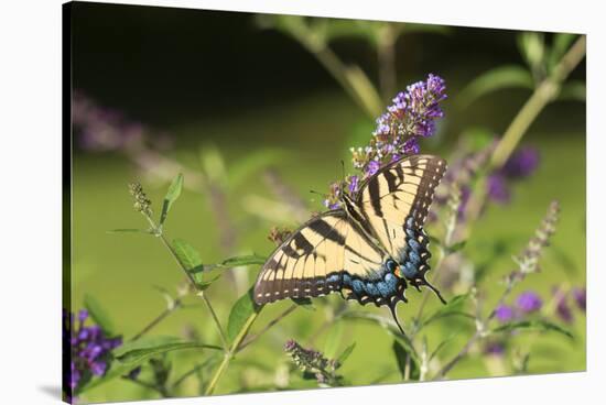 Eastern Tiger Swallowtail on Butterfly Bush, Illinois-Richard & Susan Day-Stretched Canvas