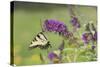 Eastern Tiger Swallowtail on Butterfly Bush, Marion Co. Il-Richard ans Susan Day-Stretched Canvas