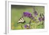 Eastern Tiger Swallowtail on Butterfly Bush, Marion Co. Il-Richard ans Susan Day-Framed Photographic Print