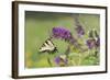 Eastern Tiger Swallowtail on Butterfly Bush, Marion Co. Il-Richard ans Susan Day-Framed Photographic Print