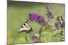 Eastern Tiger Swallowtail on Butterfly Bush, Marion Co. Il-Richard ans Susan Day-Mounted Photographic Print