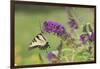 Eastern Tiger Swallowtail on Butterfly Bush, Marion Co. Il-Richard ans Susan Day-Framed Photographic Print