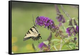 Eastern Tiger Swallowtail on Butterfly Bush, Marion Co. Il-Richard ans Susan Day-Framed Stretched Canvas