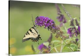 Eastern Tiger Swallowtail on Butterfly Bush, Marion Co. Il-Richard ans Susan Day-Stretched Canvas