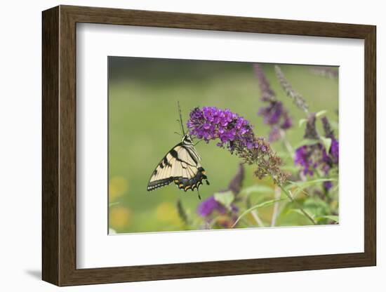 Eastern Tiger Swallowtail on Butterfly Bush, Marion Co. Il-Richard ans Susan Day-Framed Photographic Print