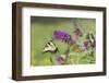 Eastern Tiger Swallowtail on Butterfly Bush, Marion Co. Il-Richard ans Susan Day-Framed Photographic Print