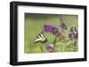 Eastern Tiger Swallowtail on Butterfly Bush, Marion Co. Il-Richard ans Susan Day-Framed Photographic Print