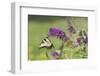 Eastern Tiger Swallowtail on Butterfly Bush, Marion Co. Il-Richard ans Susan Day-Framed Photographic Print