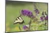 Eastern Tiger Swallowtail on Butterfly Bush, Marion Co. Il-Richard ans Susan Day-Mounted Photographic Print