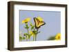 Eastern Tiger swallowtail on Cup plant-Richard and Susan Day-Framed Photographic Print