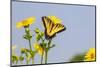 Eastern Tiger swallowtail on Cup plant-Richard and Susan Day-Mounted Photographic Print