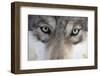 Eastern Timber Wolf, Canis Lupus Lycaon, Close-Up-Ronald Wittek-Framed Premium Photographic Print