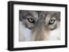 Eastern Timber Wolf, Canis Lupus Lycaon, Close-Up-Ronald Wittek-Framed Premium Photographic Print