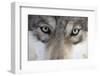 Eastern Timber Wolf, Canis Lupus Lycaon, Close-Up-Ronald Wittek-Framed Premium Photographic Print