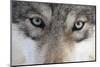 Eastern Timber Wolf, Canis Lupus Lycaon, Close-Up-Ronald Wittek-Mounted Premium Photographic Print