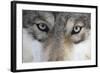 Eastern Timber Wolf, Canis Lupus Lycaon, Close-Up-Ronald Wittek-Framed Photographic Print