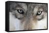 Eastern Timber Wolf, Canis Lupus Lycaon, Close-Up-Ronald Wittek-Framed Stretched Canvas