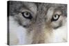 Eastern Timber Wolf, Canis Lupus Lycaon, Close-Up-Ronald Wittek-Stretched Canvas