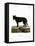 Eastern Timber Wolf-null-Framed Stretched Canvas