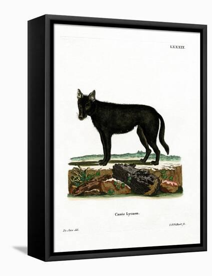 Eastern Timber Wolf-null-Framed Stretched Canvas
