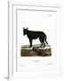 Eastern Timber Wolf-null-Framed Giclee Print