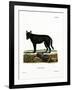 Eastern Timber Wolf-null-Framed Giclee Print