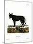 Eastern Timber Wolf-null-Mounted Giclee Print