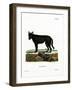 Eastern Timber Wolf-null-Framed Giclee Print