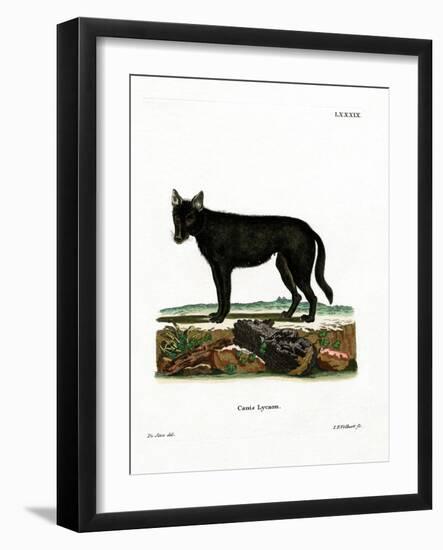Eastern Timber Wolf-null-Framed Giclee Print