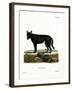 Eastern Timber Wolf-null-Framed Giclee Print