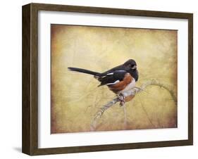 Eastern Towhee Portrait-Jai Johnson-Framed Giclee Print