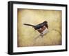 Eastern Towhee Portrait-Jai Johnson-Framed Giclee Print