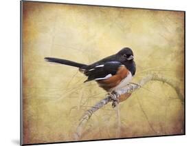 Eastern Towhee Portrait-Jai Johnson-Mounted Giclee Print